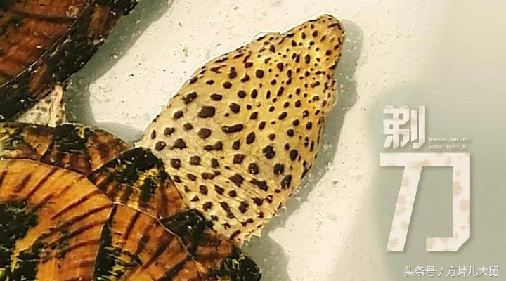 美文欣赏—头有斑、壳有纹、不加温、体型小，还不贵，它就是剃刀