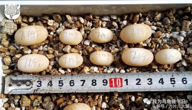 美文欣赏—头有斑、壳有纹、不加温、体型小，还不贵，它就是剃刀