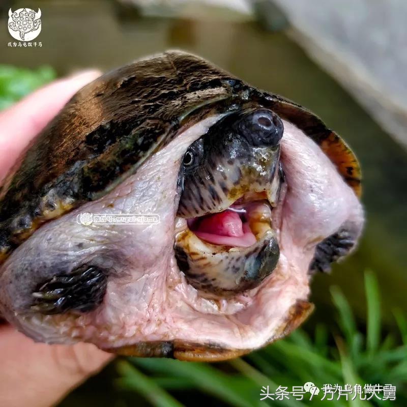 美文欣赏—头有斑、壳有纹、不加温、体型小，还不贵，它就是剃刀