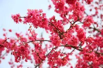 中国有哪些樱花好看,看樱花中国