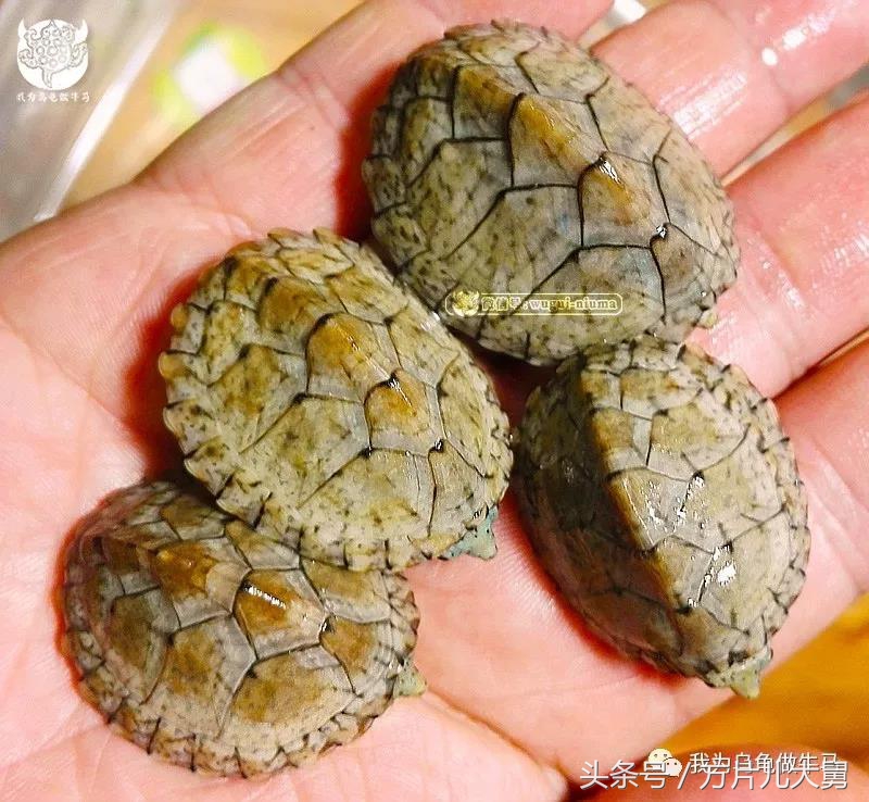 美文欣赏—头有斑、壳有纹、不加温、体型小，还不贵，它就是剃刀