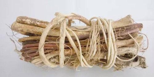 广东人参是怎样的,一文说清楚广东人参