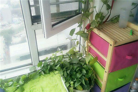 绿萝长高了怎么摆放,绿萝长高了中间的棍子短了怎么办