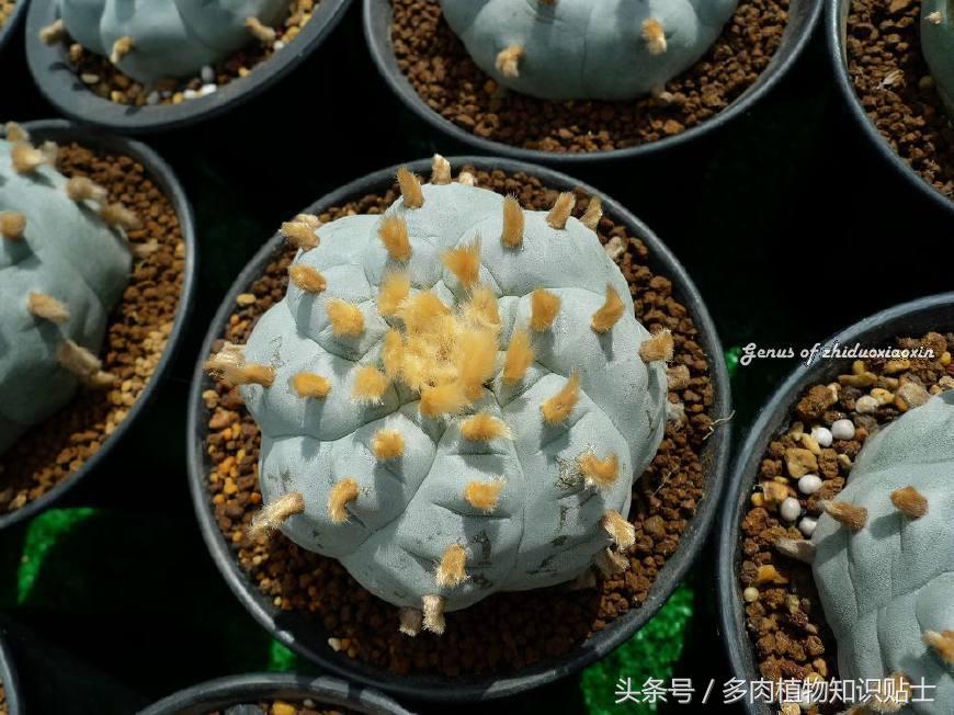 仙人球门道这么深，听我一点一点和你说