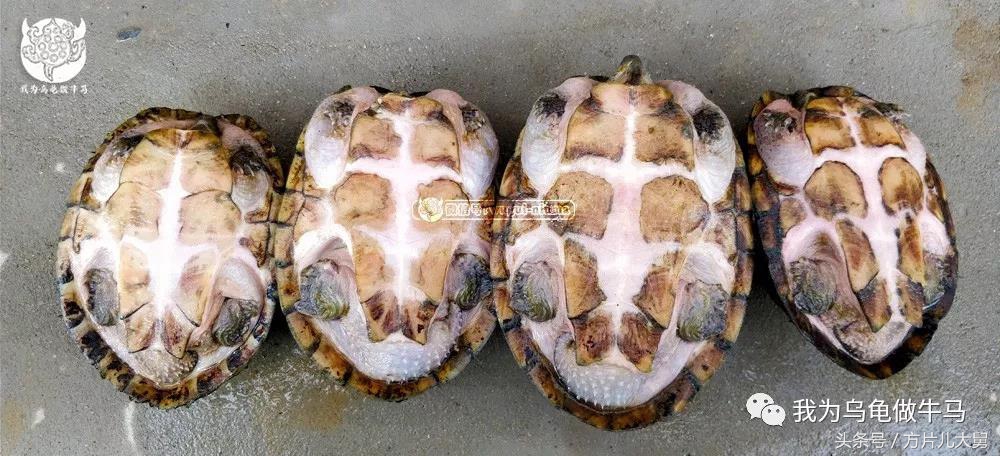 美文欣赏—头有斑、壳有纹、不加温、体型小，还不贵，它就是剃刀