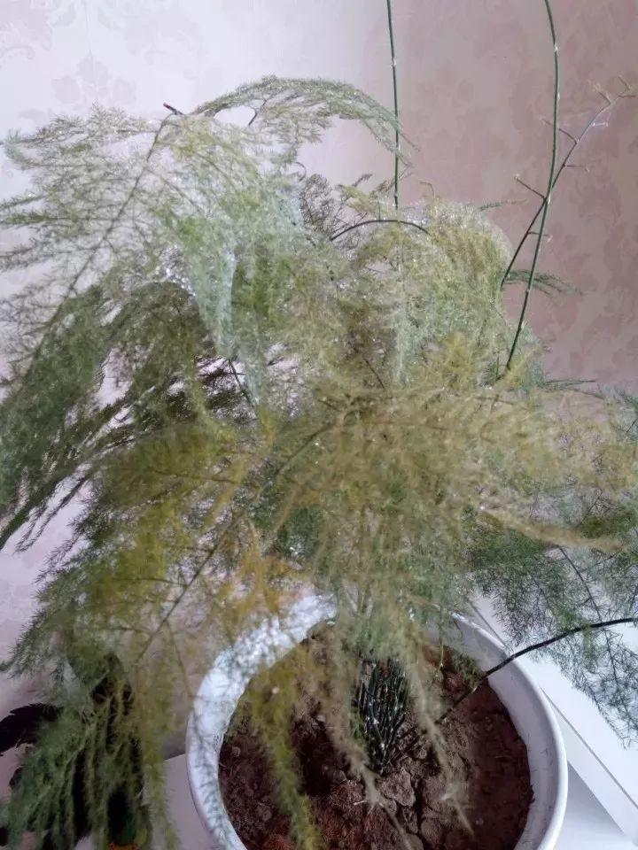 文竹叶片发黄,三个妙招轻松解决叶片发黄!