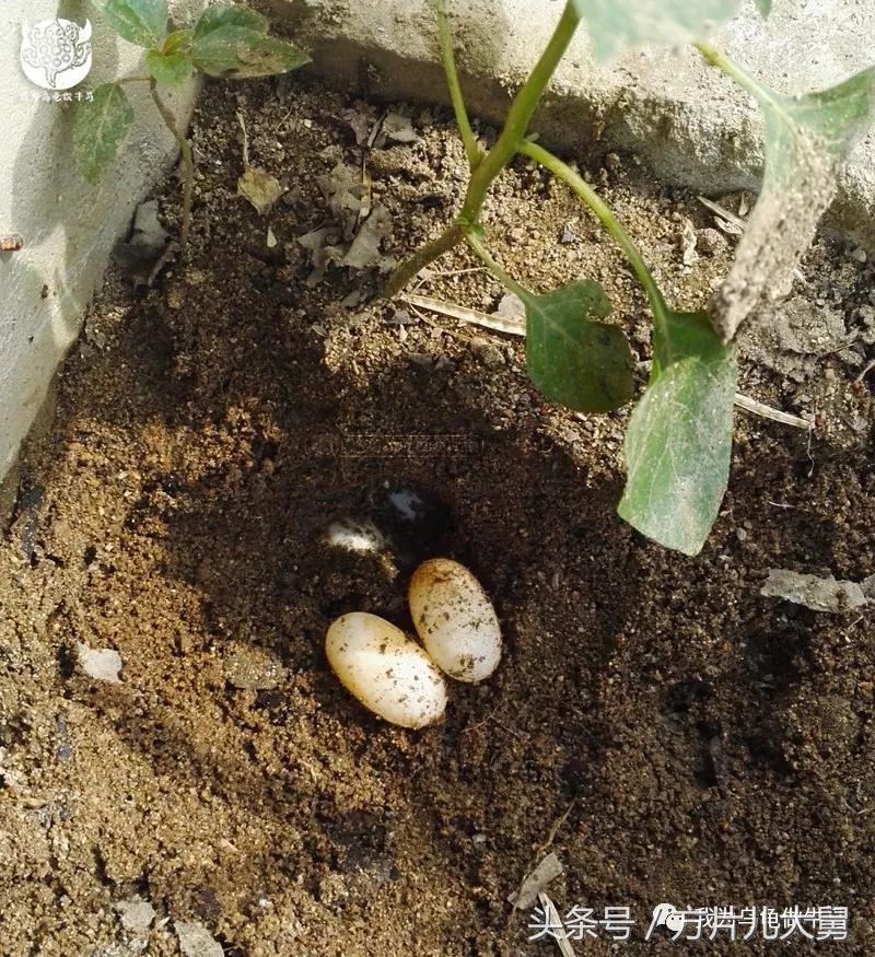 美文欣赏—头有斑、壳有纹、不加温、体型小，还不贵，它就是剃刀