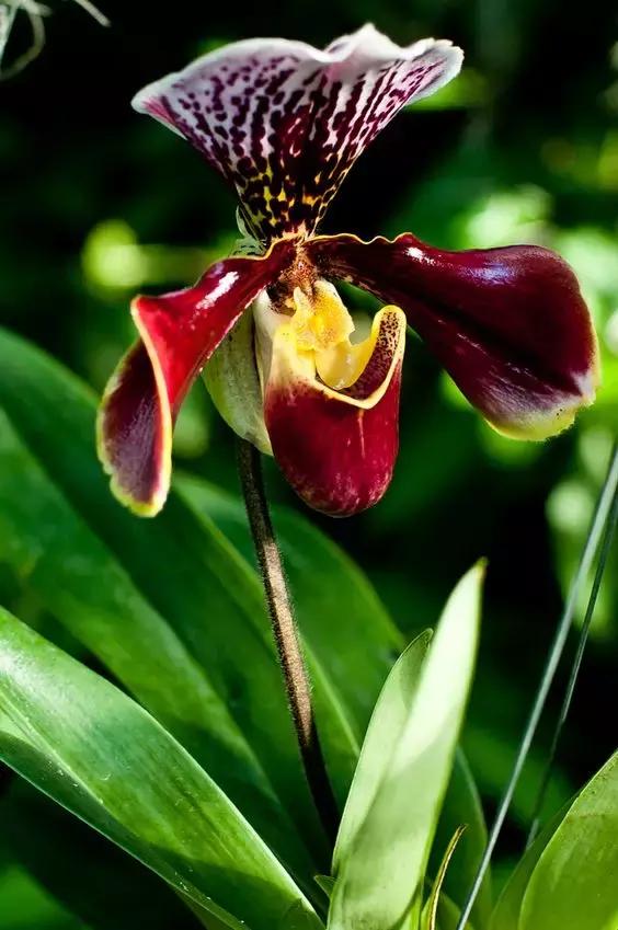 几十种漂亮又特别的兰花邀您共赏,一花一草一世界精品兰花欣赏