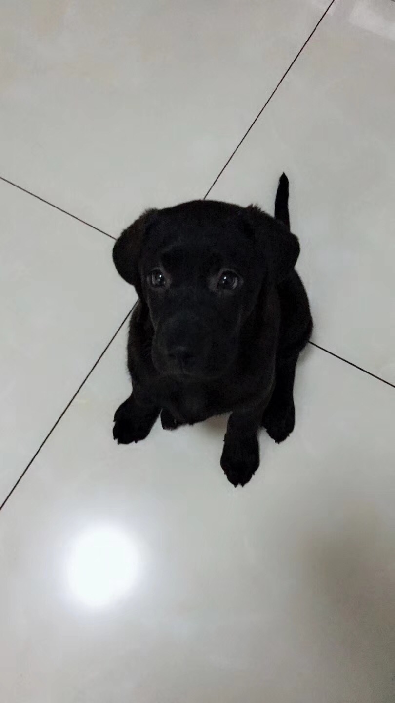 短毛犬为什么容易得皮肤病,为何短毛狗容易皮肤病