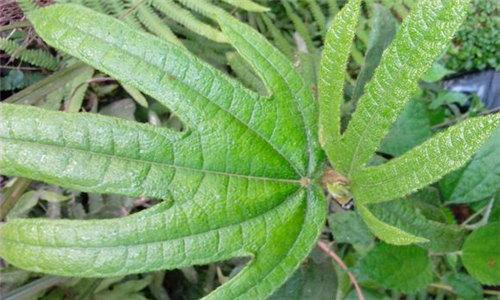 广东人参是怎样的,一文说清楚广东人参