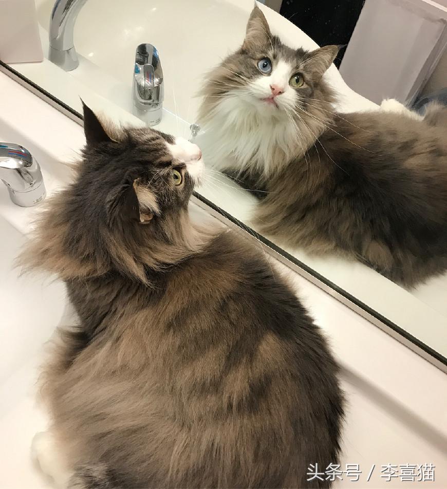 最会撩的挪威森林猫,高贵优雅灵动自然挪威森林猫