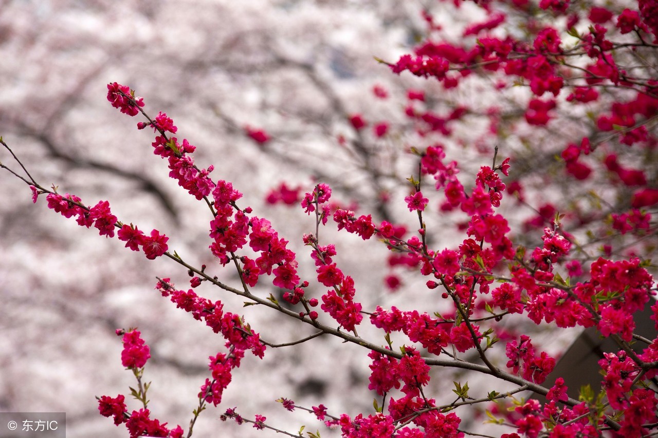 古筝适合初学左右手练习的曲子,古筝指法慢弹的视频