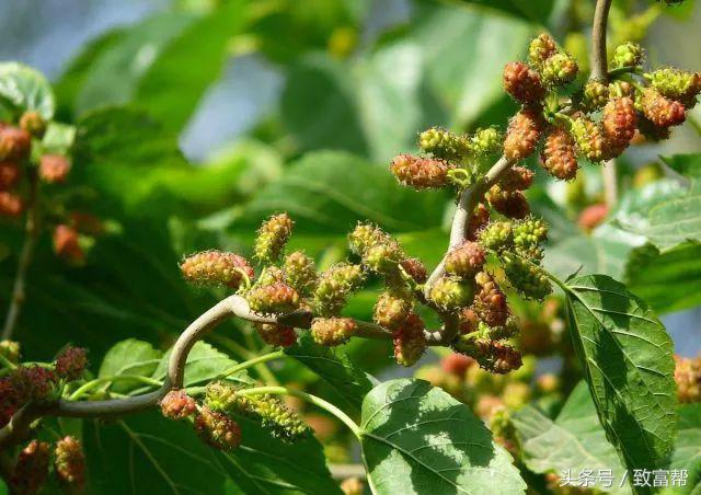 桑树可以加工成什么产品,桑树种植可以边养蚕边产桑葚吗