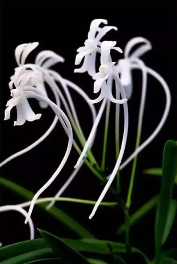 精品兰花欣赏一花一草一世界,100种最美兰花大饱眼福邀君共赏