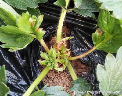 草莓结果期萎蔫怎么补救,为什么草莓苗总是容易蔫呢