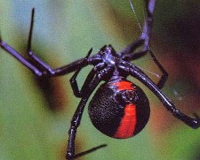 全球十大有毒动物排行榜,在野外要小心什么有毒的动物