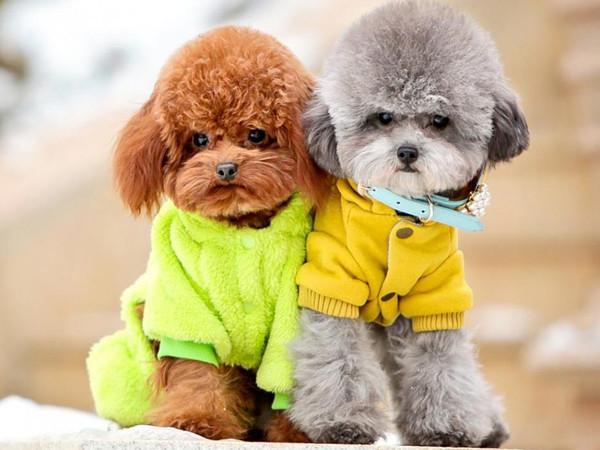 鏄ュぉ鏉ヤ簡瀹犵墿鍏绘姢鐭ヨ瘑浣爂et浜嗗悧,鏄ュ瀹犵墿鐭ヨ瘑绉戞櫘