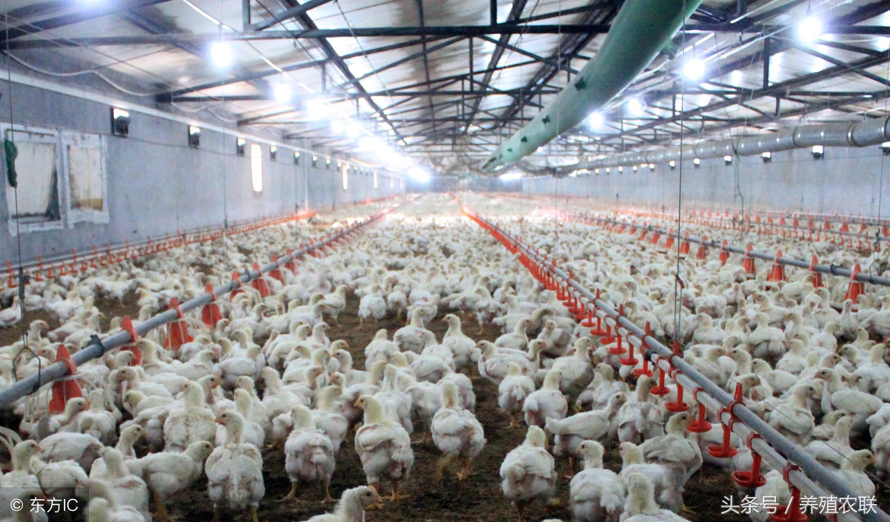 肉鸡养殖场的冬季管理,肉鸡养殖与管理