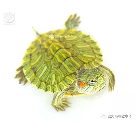 这龟白送你都不要,这篇阅读量要仆街