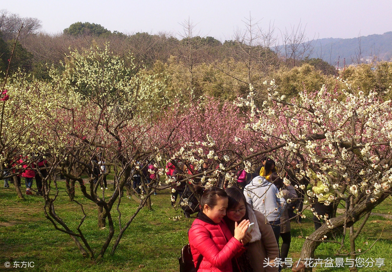 梅花花期后不长叶子,梅花花期过了吗
