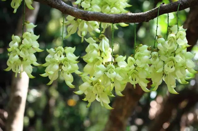 深圳春游十大好去处要门票,深圳春游亲子最佳去处