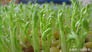 室内种植芽苗菜需要多少钱投资,种植芽苗菜要什么条件