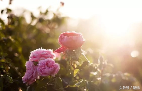 茱莉蔻明星产品排名,茱莉蔻最出名产品