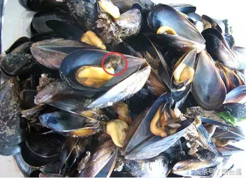 胶东四季的时令海鲜表,老渔民告诉你应季海鲜