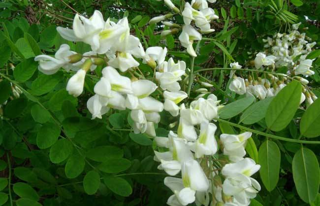 恰如一夜雪飘扬,悄开一树溢香幽。诗友咏槐花诗词一组