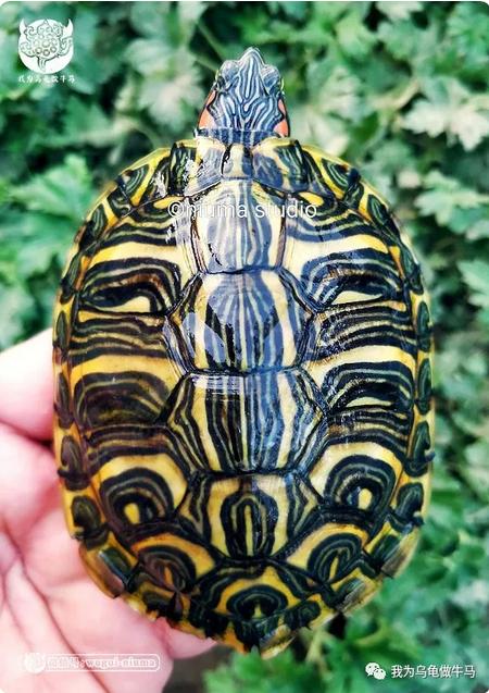 这龟白送你都不要,这篇阅读量要仆街