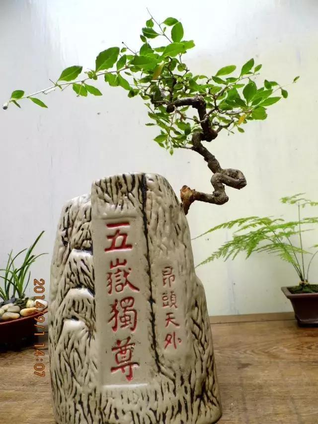 山宗山先生枸杞精品养护心得