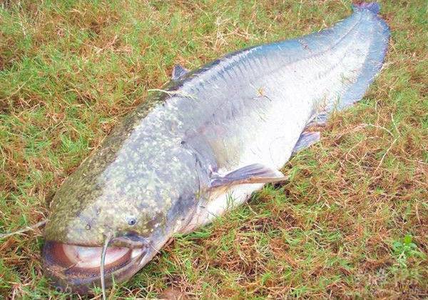 淡水路亚对象鱼用什么鱼,北方淡水路亚对象鱼开口时间