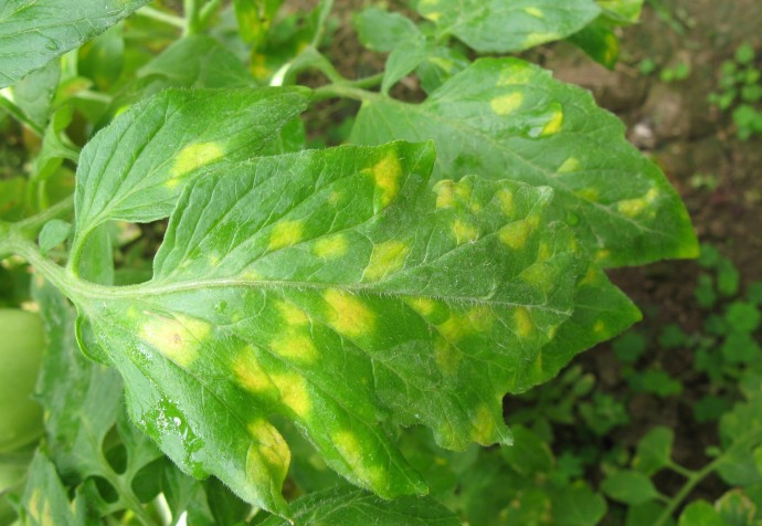 多抗霉素治疗番茄叶霉病吗,番茄叶霉病是真菌还是细菌