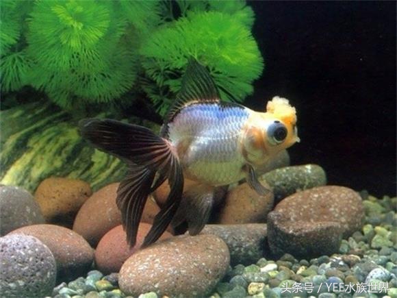 金鱼水质要求有哪些,金鱼对水质要求