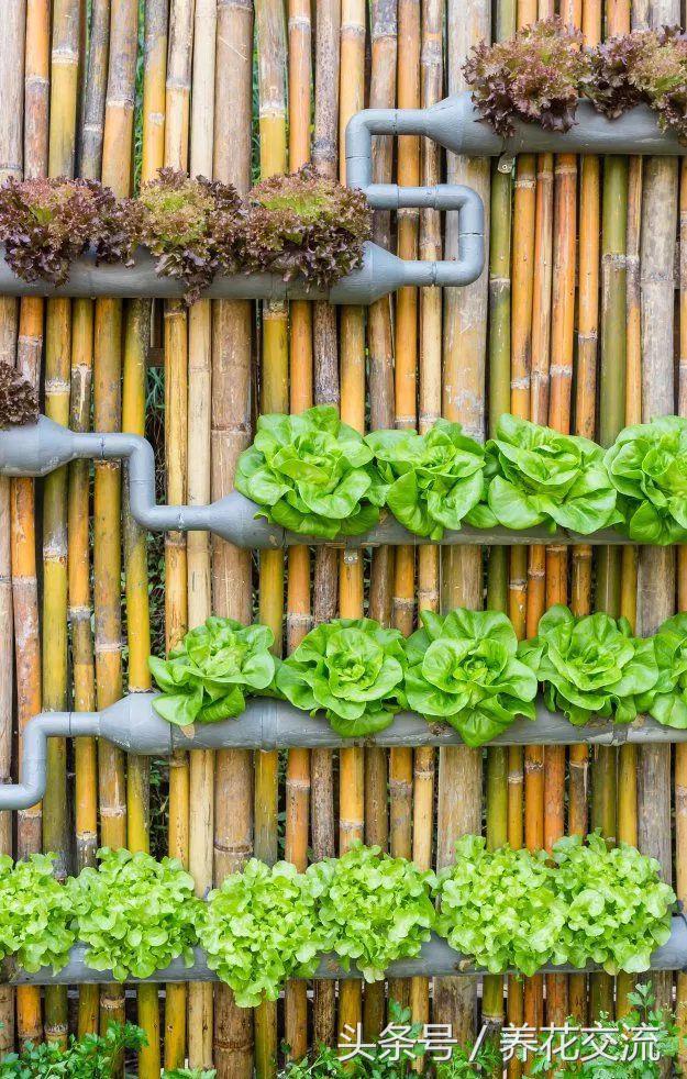 100种庭院创意花卉,适合家庭养的花卉植物