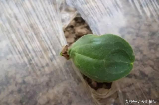 西瓜对二甲戊灵敏感吗,二甲戊灵西瓜地能用吗