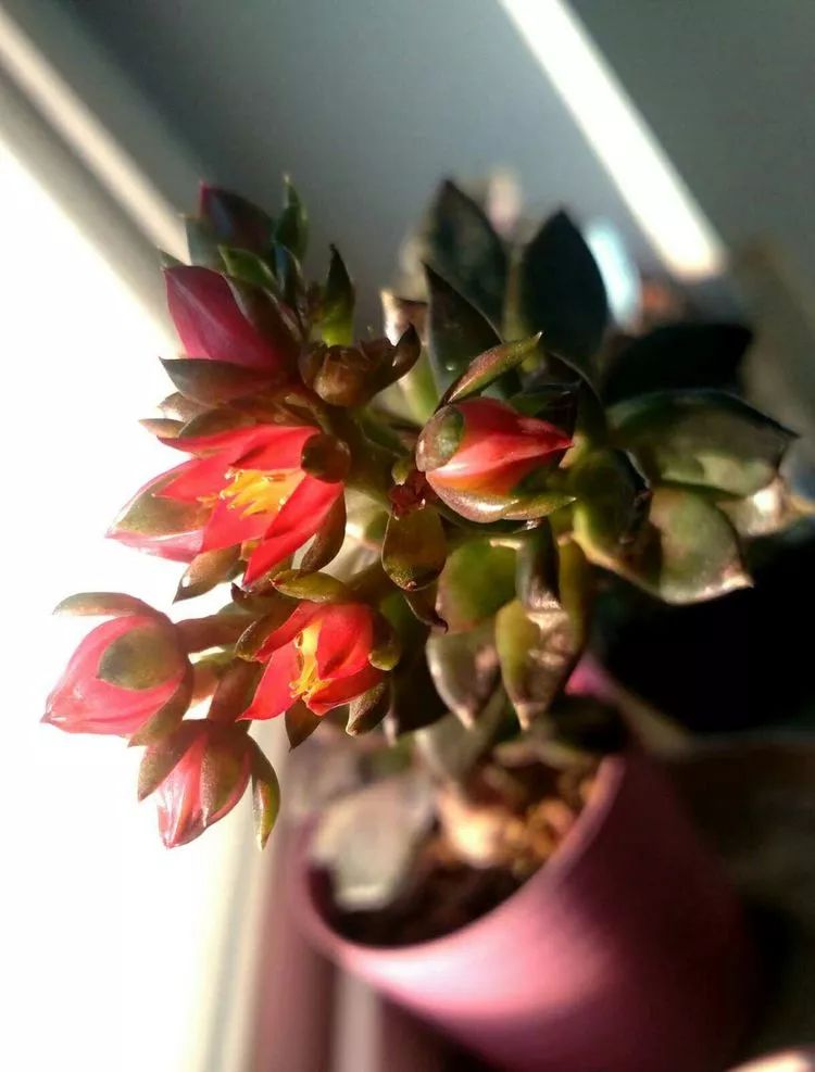 做足了功课养多肉,不用操心就能养好的多肉