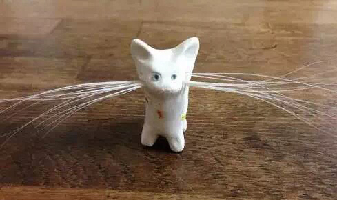 猫的胡须能招财吗 (猫的胡须招财)