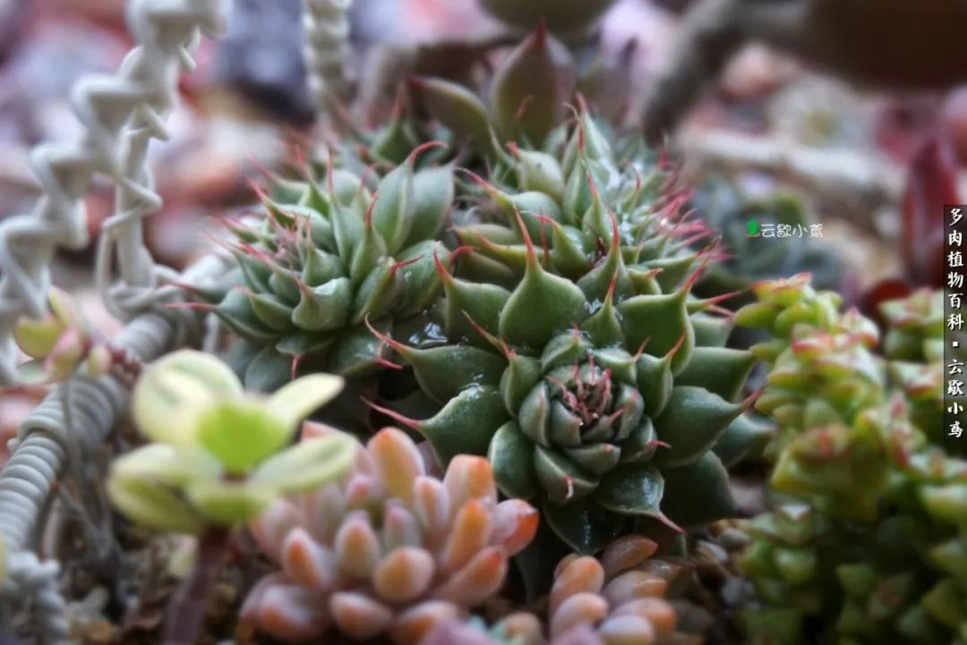 不负人间风月,不负人间风月创作的原声