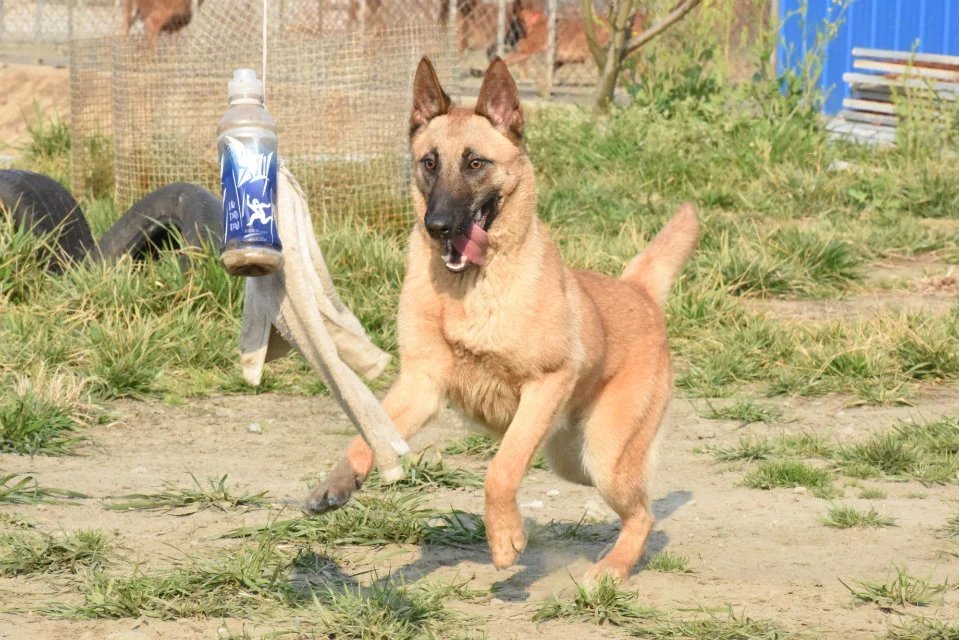 训练马犬科目和实际科目，马犬基础科目训练