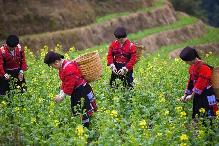 龙脊红瑶寨门票,桂林龙脊梯田门票优惠政策最新