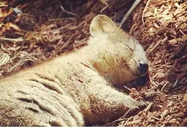 澳洲签证体检后多久签证可以获批,澳洲820签证转801签证需要多久