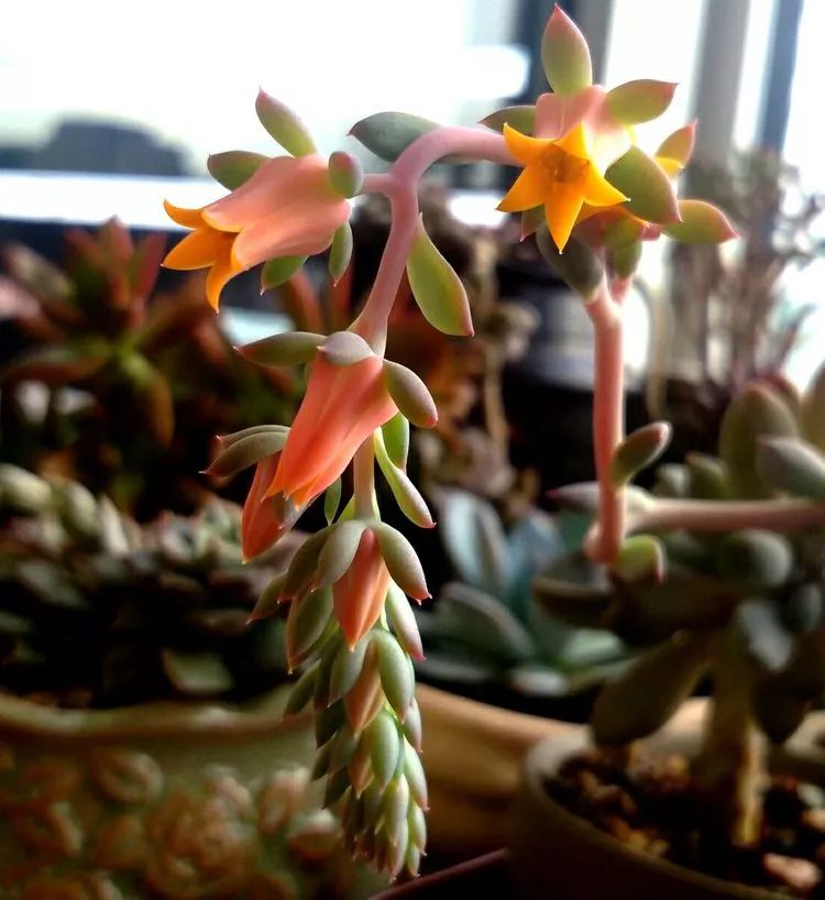 做足了功课养多肉,不用操心就能养好的多肉