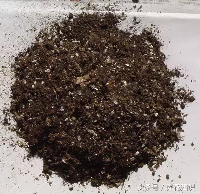 铁树的根全部烂了还能救活吗,发财树根烂了怎么救活有效