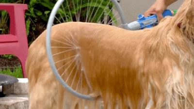 自己给狗狗洗澡还是上宠物店洗,宠物店给大型狗狗洗澡全过程