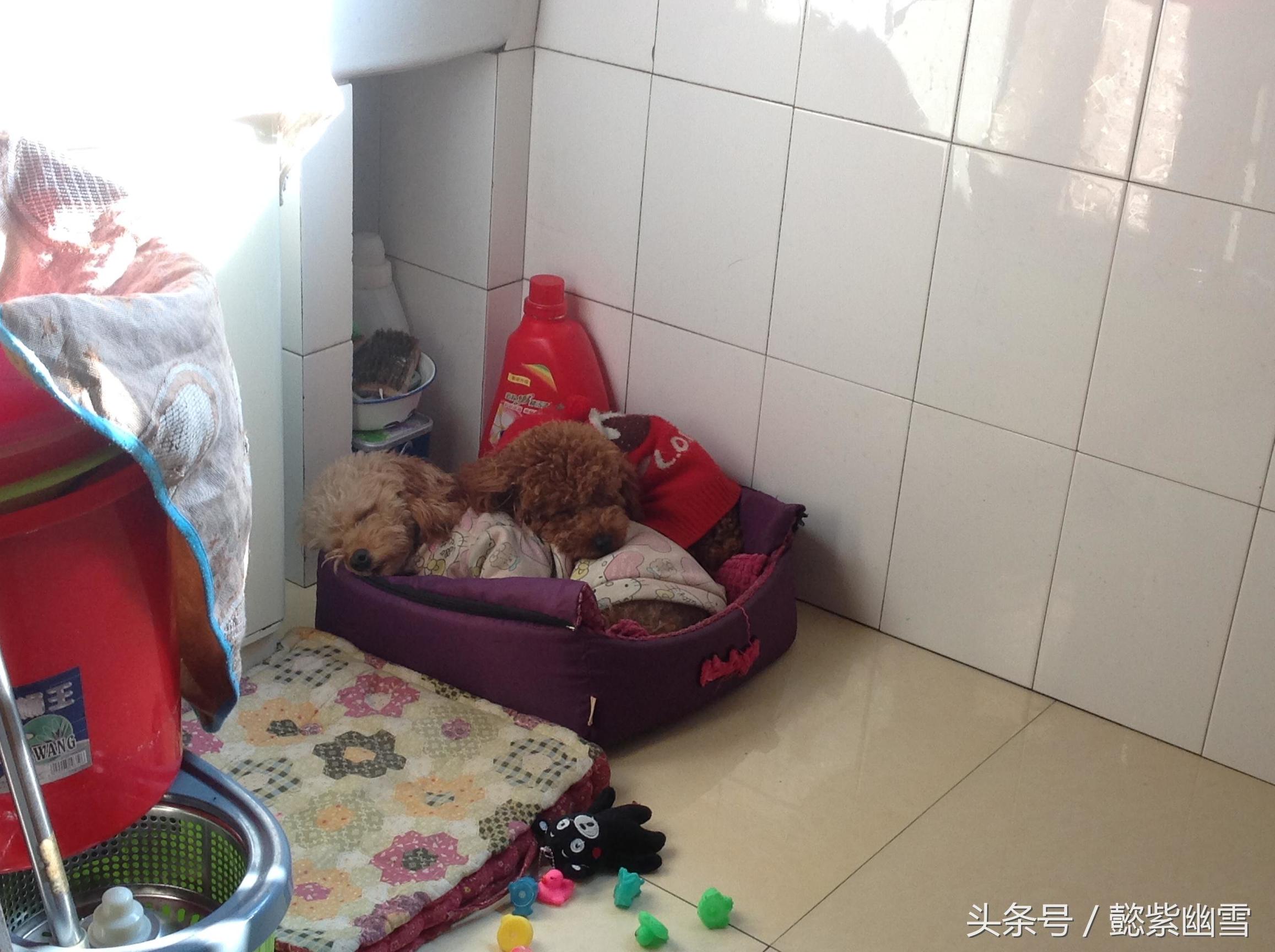 我的巧克力在哪里用英语怎么说,我的巧克力原版