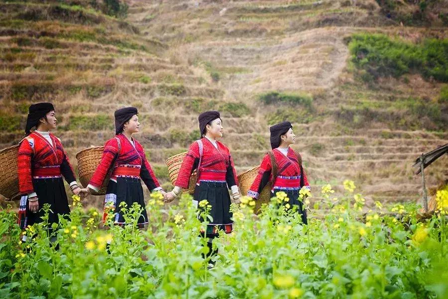 龙脊红瑶寨门票,桂林龙脊梯田门票优惠政策最新