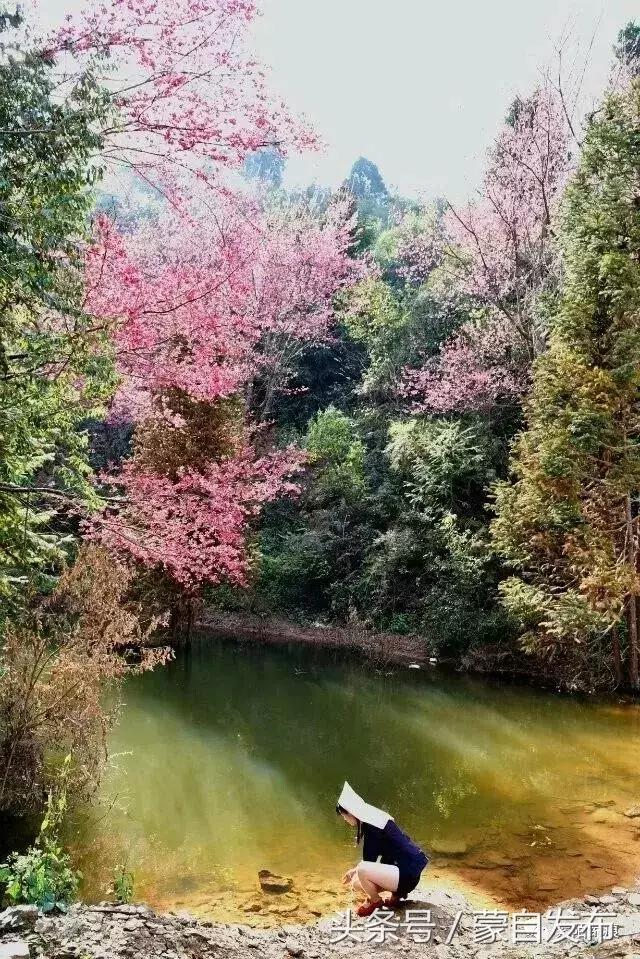 美丽的樱花谷美景,樱花谷美丽的好地方
