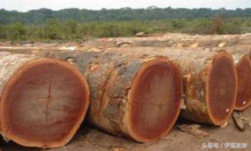 非洲沙比利木详解及真假辨别