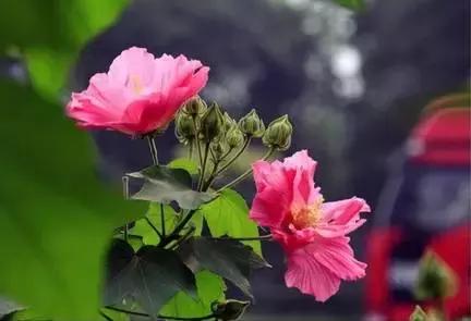 100种常年开花的植物,适合在家一年四季开花的植物